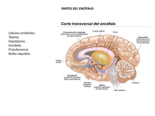 PARTES DEL ENCÉFALO

Lóbulos cerebrales.
Tálamo.
Hipotálamo.
Cerebelo
Protuberancia
Bulbo raquídeo.

 