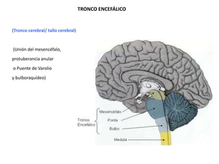 TRONCO ENCEFÁLICO

(Tronco cerebral/ tallo cerebral)

(Unión del mesencéfalo,
protuberancia anular
o Puente de Varolio
y bulboraquídeo)

 