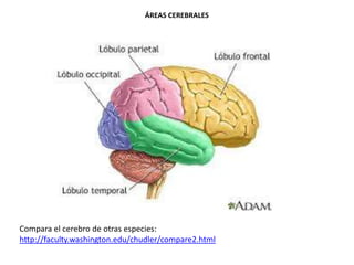 ÁREAS CEREBRALES

Compara el cerebro de otras especies:
http://faculty.washington.edu/chudler/compare2.html

 