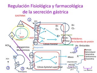 Regulación Fisiológica y farmacológica de la secreción gástrica GASTRINA HIST CCK2 M? HIST Célula ECL M3 CCK2 H2 EP3 EP3 M? M1 K+ CL- K+ CL- K+ H+,K+ ATPasa Inhibidores De la bomba de protón H+  Ántiacidos Antagonistas Muscarinicos Moco HCO3 Célula Parietal Célula Epitelial superficial N x x v ACh v v 2 3 1 v ACh ACh ACh x Pirenzepina + + + - + + + + X  H.Pylori Bismuto Metronidazol Tetraciclina Claritromicina Amoxicilina citoprotección Capa de Moco pH 7 Luz Gástrica Misoprostol 