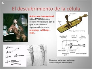 El descubrimiento de la célula Antony van Leeuwenhoek   (siglo XVII)  fabricó un sencillo microscopio con el que pudo observar algunas células como  protozoos  y  glóbulos rojos . Dibujos de bacterias y protozoos observados por Leeuwenhoek 12 