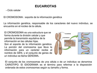 EUCARIOTAS - Ciclo celular El CROMOSOMA : soporte de la información genética La información genética, responsable de los caracteres del nuevo individuo, se encuentra en el núcleo de la célula. El CROMOSOMA es una estructura que se forma durante la división celular y que permite la transmisión equitativa de la información en las células hijas. Son el soporte de la información genética. La porción del cromosoma que lleva la información para un carácter recibe el nombre de GEN, y el conjunto de genes de un individuo se llama GENOMA. El conjunto de los cromosomas de una célula o de un individuo se denomina CARIOTIPO. El IDIOGRAMA es el término para referirse a la disposición ordenada de estos cromosomas según su tamaño y forma. 