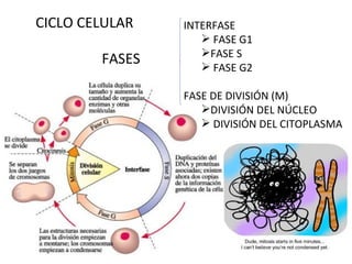 CICLO CELULAR FASES INTERFASE FASE G1 FASE S FASE G2 FASE DE DIVISIÓN (M) DIVISIÓN DEL NÚCLEO DIVISIÓN DEL CITOPLASMA 