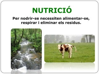 NUTRICIÓ
Per nodrir-se necessiten alimentar-se,
respirar i eliminar els residus.
 