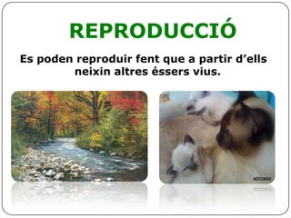 REPRODUCCIÓ
Es poden reproduir fent que a partir d’ells
neixin altres éssers vius.
 