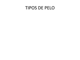 TIPOS DE PELO
 