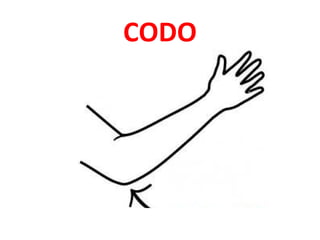 CODO
 