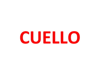 CUELLO
 