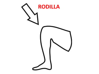 RODILLA
 