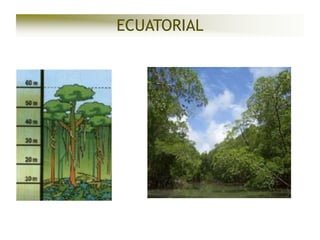 ECUATORIAL

 