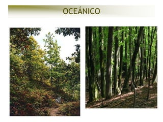 OCEÁNICO

 