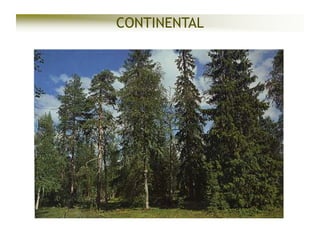 CONTINENTAL

 