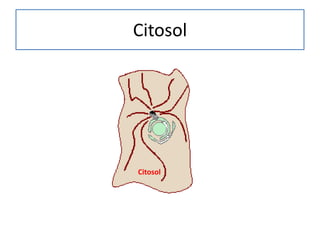 Citosol

Citosol

 