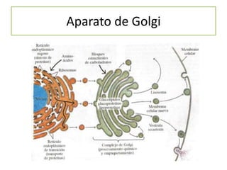 Aparato de Golgi

 