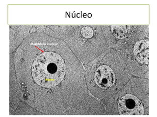 Núcleo
Membrana nuclear

Núcleo

 