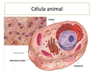 Célula animal

 