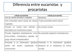 Diferencia entre eucariotas y
procariotas

 