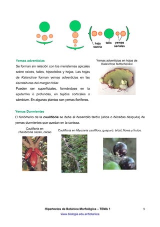 Yemas adventicias
Se forman sin relación con los meristemas apicales

Yemas adventicias en hojas de
Kalanchoe fedtschenkoi

sobre raíces, tallos, hipocótilos y hojas. Las hojas
de Kalanchoe forman yemas adventicias en las
escotaduras del margen foliar.
Pueden

ser

superficiales,

formándose

en

la

epidermis o profundas, en tejidos corticales o
cámbium. En algunas plantas son yemas floríferas.

Yemas Durmientes
El fenómeno de la caulifloria se debe al desarrollo tardío (años o décadas después) de
yemas durmientes que quedan en la corteza.
Caulifloria en
Theobroma cacao, cacao

Caulifloria en Myrciaria cauliflora, guapurú: árbol, flores y frutos.

Hipertextos de Botánica Morfológica – TEMA 1
www.biologia.edu.ar/botanica

9

 