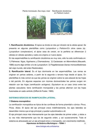 Planta monocaule: Zea mays, maiz

Ramificación dicotómica
en Psilotum nudum

1. Ramificación dicotómica. El ápice se divide en dos por división de la célula apical. Se
presenta en algunas pteridófitas como Lycopodium y Psilotum.En otros casos (ej.:
Lycopodium complanatum), el ápice cesa de crecer, en la periferia se diferencian 2
células en células apicales y cada una origina un nuevo ápice.
En las espermatófitas la ramificación dicotómica es muy rara, sólo ha sido confirmada en:
1) Palmeras: Nypa, Hyphaene y Chamaedorea. 2) Cactaceae: en Mammillaria (Mauseth,
1988) ocurre algo similar a lo de Lycopodium. 3) Flagellariaceae (lianas monocotiledóneas
del viejo mundo, del orden Restionales).
2. Ramificación lateral. Es el tipo dominante en las espermatófitas. Las ramas se
originan en yemas axilares, a partir de la segunda o tercera hoja desde el ápice. En
pteridófitas lo más común es que las yemas se originen sobre la cara abaxial de las hojas
o del pecíolo. En algunas especies con rizomas dorsiventrales las yemas surgen sin
relación con las hojas (ramificación acrógena). Equisetum es un caso único entre las
plantas vasculares: tiene ramificación monopodial y las yemas alternan con las hojas
fusionadas en cada verticilo (Gifford & Foster, 1989).
SISTEMAS BÁSICOS DE RAMIFICACIÓN LATERAL
Sistema monopódico
La ramificación monopódica es típica de las coníferas de forma piramidal o cónica: Pinus,
Picea, Abies. El ápice del eje principal crece indefinidamente, los ejes laterales se
desarrollan menos que el eje principal y quedan subordinados a él.
El eje principal crece más intensamente que los ejes laterales de primer orden, y éstos a
su vez más intensamente que los de segundo orden, y así sucesivamente. Todo el
sistema es atravesado por un eje principal único o monopodio, con crecimiento indefinido.
Hipertextos de Botánica Morfológica – TEMA 1
11
www.biologia.edu.ar/botanica

 