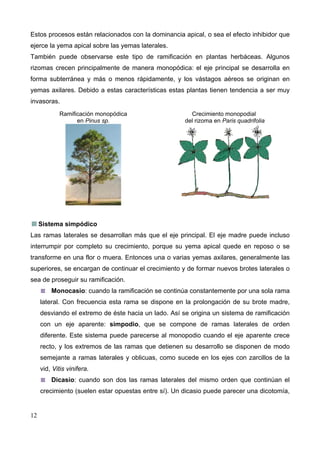 Estos procesos están relacionados con la dominancia apical, o sea el efecto inhibidor que
ejerce la yema apical sobre las yemas laterales.
También puede observarse este tipo de ramificación en plantas herbáceas. Algunos
rizomas crecen principalmente de manera monopódica: el eje principal se desarrolla en
forma subterránea y más o menos rápidamente, y los vástagos aéreos se originan en
yemas axilares. Debido a estas características estas plantas tienen tendencia a ser muy
invasoras.
Ramificación monopódica
en Pinus sp.

Crecimiento monopodial
del rizoma en Paris quadrifolia

Sistema simpódico
Las ramas laterales se desarrollan más que el eje principal. El eje madre puede incluso
interrumpir por completo su crecimiento, porque su yema apical quede en reposo o se
transforme en una flor o muera. Entonces una o varias yemas axilares, generalmente las
superiores, se encargan de continuar el crecimiento y de formar nuevos brotes laterales o
sea de proseguir su ramificación.
Monocasio: cuando la ramificación se continúa constantemente por una sola rama
lateral. Con frecuencia esta rama se dispone en la prolongación de su brote madre,
desviando el extremo de éste hacia un lado. Así se origina un sistema de ramificación
con un eje aparente: simpodio, que se compone de ramas laterales de orden
diferente. Este sistema puede parecerse al monopodio cuando el eje aparente crece
recto, y los extremos de las ramas que detienen su desarrollo se disponen de modo
semejante a ramas laterales y oblicuas, como sucede en los ejes con zarcillos de la
vid, Vitis vinifera.
Dicasio: cuando son dos las ramas laterales del mismo orden que continúan el
crecimiento (suelen estar opuestas entre sí). Un dicasio puede parecer una dicotomía,

12

 
