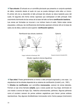 Tipo arbusto: El arbusto es un cormófito pluricaule que presenta un conjunto apretado
de tallos, creciendo desde el suelo sin que se pueda distinguir entre ellos un tronco.
El primer año de su desarrollo el tallo principal del arbusto se eleva bastante poco del
suelo. El segundo año forma ramas vigorosas que sobrepasan al tallo principal. Este
crecimiento dominante de las ramas de la base del tallo se llama ramificación basítona.
Las ramas así formadas se incurvan o se inclinan hacia el suelo. Sobre estas ramas
arqueadas u oblicuas, las ramificaciones dominantes aparecen al tercer año en la base de
cada una de ellas y sobre la cara superior: ramificación epítona.

Ramificación tipo arbusto, basitonía

Imagen modificada de Strasburger 1994

Epitonía

Esquema tomado de Camefort1972.

Arbusto: Ligustrum sinense (ligustrina)

Tipo árbol: Posee generalmente un tronco o tallo principal engrosado y una copa . La
arquitectura de los árboles depende de su sistema de ramificación (Lindorf y col., 1991).
1. Árboles no ramificados: son cormófitos monocaules, carecen de ramas laterales.
Forman un eje único llamado estípite, que a veces puede ser muy largo, terminado en
una roseta o corona de hojas. Ejs.: helechos arborescentes, palmeras. Algunas palmeras
como el cocotero carecen de yemas axilares vegetativas pero tienen yemas axilares
reproductivas. Hay algunas dicotiledóneas monocaules como Carica papaya (mamonero)

14

 