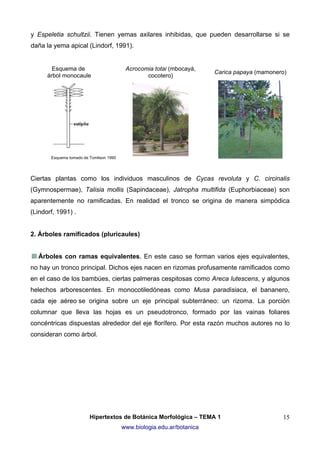y Espeletia schultzii. Tienen yemas axilares inhibidas, que pueden desarrollarse si se
daña la yema apical (Lindorf, 1991).

Esquema de
árbol monocaule

Acrocomia totai (mbocayá,
cocotero)

Carica papaya (mamonero)

Esquema tomado de Tomlison 1990

Ciertas plantas como los individuos masculinos de Cycas revoluta y C. circinalis
(Gymnospermae), Talisia mollis (Sapindaceae), Jatropha multifida (Euphorbiaceae) son
aparentemente no ramificadas. En realidad el tronco se origina de manera simpódica
(Lindorf, 1991) .
2. Árboles ramificados (pluricaules)
Árboles con ramas equivalentes. En este caso se forman varios ejes equivalentes,
no hay un tronco principal. Dichos ejes nacen en rizomas profusamente ramificados como
en el caso de los bambúes, ciertas palmeras cespitosas como Areca lutescens, y algunos
helechos arborescentes. En monocotiledóneas como Musa paradisiaca, el bananero,
cada eje aéreo se origina sobre un eje principal subterráneo: un rizoma. La porción
columnar que lleva las hojas es un pseudotronco, formado por las vainas foliares
concéntricas dispuestas alrededor del eje florífero. Por esta razón muchos autores no lo
consideran como árbol.

Hipertextos de Botánica Morfológica – TEMA 1
www.biologia.edu.ar/botanica

15

 