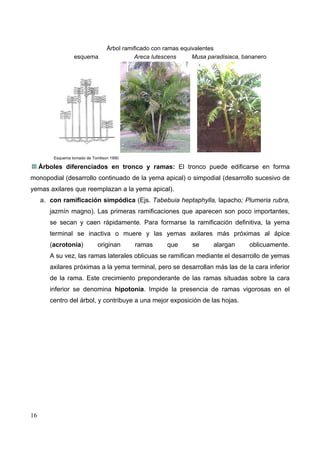 esquema

Árbol ramificado con ramas equivalentes
Musa paradisiaca, bananero
Areca lutescens

Esquema tomado de Tomlison 1990

Árboles diferenciados en tronco y ramas: El tronco puede edificarse en forma
monopodial (desarrollo continuado de la yema apical) o simpodial (desarrollo sucesivo de
yemas axilares que reemplazan a la yema apical).
a. con ramificación simpódica (Ejs. Tabebuia heptaphylla, lapacho; Plumeria rubra,
jazmín magno). Las primeras ramificaciones que aparecen son poco importantes,
se secan y caen rápidamente. Para formarse la ramificación definitiva, la yema
terminal se inactiva o muere y las yemas axilares más próximas al ápice
(acrotonía)

originan

ramas

que

se

alargan

oblicuamente.

A su vez, las ramas laterales oblicuas se ramifican mediante el desarrollo de yemas
axilares próximas a la yema terminal, pero se desarrollan más las de la cara inferior
de la rama. Este crecimiento preponderante de las ramas situadas sobre la cara
inferior se denomina hipotonía. Impide la presencia de ramas vigorosas en el
centro del árbol, y contribuye a una mejor exposición de las hojas.

16

 
