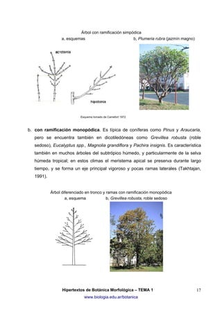 Árbol con ramificación simpódica
a, esquemas

b, Plumeria rubra (jazmín magno)

Esquema tomado de Camefort 1972

b. con ramificación monopódica. Es típica de coníferas como Pinus y Araucaria,
pero se encuentra también en dicotiledóneas como Grevillea robusta (roble
sedoso), Eucalyptus spp., Magnolia grandiflora y Pachira insignis. Es característica
también en muchos árboles del subtrópico húmedo, y particularmente de la selva
húmeda tropical; en estos climas el meristema apical se preserva durante largo
tiempo, y se forma un eje principal vigoroso y pocas ramas laterales (Takhtajan,
1991).

Árbol diferenciado en tronco y ramas con ramificación monopódica
a, esquema
b, Grevillea robusta, roble sedoso

Hipertextos de Botánica Morfológica – TEMA 1
www.biologia.edu.ar/botanica

17

 