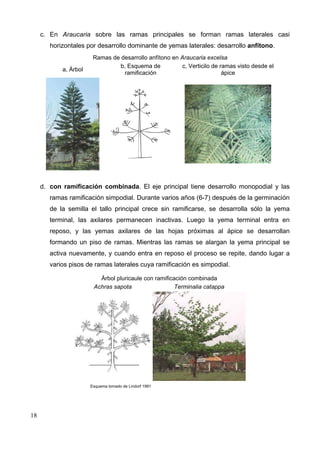 c. En Araucaria sobre las ramas principales se forman ramas laterales casi
horizontales por desarrollo dominante de yemas laterales: desarrollo anfítono.

a, Árbol

Ramas de desarrollo anfítono en Araucaria excelsa
b, Esquema de
c, Verticilo de ramas visto desde el
ramificación
ápice

d. con ramificación combinada. El eje principal tiene desarrollo monopodial y las
ramas ramificación simpodial. Durante varios años (6-7) después de la germinación
de la semilla el tallo principal crece sin ramificarse, se desarrolla sólo la yema
terminal, las axilares permanecen inactivas. Luego la yema terminal entra en
reposo, y las yemas axilares de las hojas próximas al ápice se desarrollan
formando un piso de ramas. Mientras las ramas se alargan la yema principal se
activa nuevamente, y cuando entra en reposo el proceso se repite, dando lugar a
varios pisos de ramas laterales cuya ramificación es simpodial.
Árbol pluricaule con ramificación combinada
Achras sapota
Terminalia catappa

Esquema tomado de Lindorf 1991

18

 