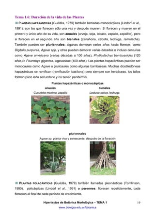Tema 1.6: Duración de la vida de las Plantas
PLANTAS HAPAXÁNTICAS (Guédès, 1979) también llamadas monocárpicas (Lindorf et al.,
1991): son las que florecen sólo una vez y después mueren. Si florecen y mueren en el
primero y único año de su vida, son anuales (arveja, soja, tabaco, zapallo, zapallito), pero
si florecen en el segundo año son bienales (zanahoria, cebolla, lechuga, remolacha).
También pueden ser pluriennales: algunas demoran varios años hasta florecer, como
Digitalis purpurea, Agave spp. y otras pueden demorar varias décadas o incluso centurias
como Agave americana (varias décadas a 100 años), Phyllostachys bambusoides (120
años) o Fourcroya gigantea, Agavaceae (400 años). Las plantas hapaxánticas pueden ser
monocaules como Agave o pluricaules como algunas bambúseas. Muchas dicotiledóneas
hapaxánticas se ramifican (ramificación basítona) pero siempre son herbáceas, los tallos
forman poco leño secundario y no tienen peridermis.
Plantas hapaxánticas o monocárpicas
anuales

bienales

Cucurbita maxima, zapallo

Lactuca sativa, lechuga

pluriennales
Agave sp. planta viva y senescente, después de la floración

PLANTAS
1990),

POLACÁNTICAS

(Guédès, 1979) también llamadas pleonánticas (Tomlinson,

policárpicas (Lindorf et al., 1991) o perennes: florecen repetidamente, cada

floración al final de cada período de crecimiento.
Hipertextos de Botánica Morfológica – TEMA 1
www.biologia.edu.ar/botanica

19

 