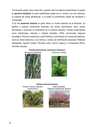Si la parte aérea muere cada año y quedan sólo los órganos subterráneos, la planta
es perenne herbácea; la parte subterránea puede ser un rizoma, una raíz tuberosa,
un sistema de raíces adventicias, o un bulbo; la ramificación puede ser simpodial o
monopodial.
En las perennes leñosas la parte aérea no muere después de la floración, se
lignifica y soporta condiciones adversas; las yemas permanecen como yemas
durmientes y reanudan el crecimiento en la próxima estación. Pueden desarrollarse
como subarbustos, arbustos o árboles (Guédès, 1979), monocaules (algunas
Cycadales, Phoenix canariensis y otras Palmae) o pluricaules con ramas equivalentes,
como en Areca lutescens, o con tronco y ramas con ramificación simpodial (Tabebuia
heptaphylla, lapacho rosado; Plumeria rubra, jazmín magno) o monopodial (Pinus,
Grevillea robusta).
Plantas polacánticas o perennes herbáceas
Canna sp. (achira)
Sanseviera thyrsiflora

Plantas perennes leñosas
Arbusto: Nerium oleander,
Árbol simpodial:
laurel blanco
Tabebuia heptaphylla, lapacho

20

 