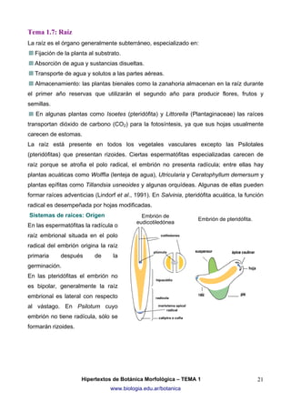 Tema 1.7: Raíz
La raíz es el órgano generalmente subterráneo, especializado en:
Fijación de la planta al substrato.
Absorción de agua y sustancias disueltas.
Transporte de agua y solutos a las partes aéreas.
Almacenamiento: las plantas bienales como la zanahoria almacenan en la raíz durante
el primer año reservas que utilizarán el segundo año para producir flores, frutos y
semillas.
En algunas plantas como Isoetes (pteridófita) y Littorella (Plantaginaceae) las raíces
transportan dióxido de carbono (CO2) para la fotosíntesis, ya que sus hojas usualmente
carecen de estomas.
La raíz está presente en todos los vegetales vasculares excepto las Psilotales
(pteridófitas) que presentan rizoides. Ciertas espermatófitas especializadas carecen de
raíz porque se atrofia el polo radical, el embrión no presenta radícula; entre ellas hay
plantas acuáticas como Wolffia (lenteja de agua), Utricularia y Ceratophyllum demersum y
plantas epífitas como Tillandsia usneoides y algunas orquídeas. Algunas de ellas pueden
formar raíces adventicias (Lindorf et al., 1991). En Salvinia, pteridófita acuática, la función
radical es desempeñada por hojas modificadas.
Sistemas de raíces: Orígen
En las espermatófitas la radícula o

Embrión de
eudicotiledónea

Embrión de pteridófita.

raíz embrional situada en el polo
radical del embrión origina la raíz
primaria

después

de

la

germinación.
En las pteridófitas el embrión no
es bipolar, generalmente la raíz
embrional es lateral con respecto
al vástago. En Psilotum cuyo
embrión no tiene radícula, sólo se
formarán rizoides.

Hipertextos de Botánica Morfológica – TEMA 1
www.biologia.edu.ar/botanica

21

 