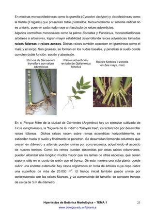 En muchas monocotiledóneas como la gramilla (Cynodon dactylon) y dicotiledóneas como
la frutilla (Fragaria) que presentan tallos postrados, frecuentemente el sistema radical no
es unitario, pues en cada nudo nace un fascículo de raíces adventicias.
Algunos cormófitos monocaules como la palma Socratea y Pandanus, monocotiledóneas
arbóreas o arbustivas, logran mayor estabilidad desarrollando raíces adventicias llamadas
raíces fúlcreas o raíces zancos. Dichas raíces también aparecen en gramíneas como el
maíz y el sorgo. Son gruesas, se forman en los nudos basales, y penetran al suelo donde
cumplen doble función: sostén y absorción.
Rizoma de Sanseviera
thyrsiflora con raíces
adventicias

Raíces adventicias
en tallo de Oplismenus
hirtellus

Raíces fúlcreas o zancos
en Zea mays, maíz

En el Parque Mitre de la ciudad de Corrientes (Argentina) hay un ejemplar cultivado de
Ficus benghalensis, la "higuera de la India" o "banyan tree", caracterizado por desarrollar
raíces fúlcreas

Dichas raíces nacen sobre ramas extendidas horizontalmente, se

extienden hacia el suelo y finalmente lo penetran. Se desarrollan formando columnas que
crecen en diámetro y además pueden unirse por concrescencia, adquiriendo el aspecto
de nuevos troncos. Como las ramas quedan sostenidas por estas raíces columnares,
pueden alcanzar una longitud mucho mayor que las ramas de otras especies, que tienen
soporte sólo en el punto de unión con el tronco. De esta manera una sola planta puede
cubrir una enorme extensión: hay casos registrados en India de árboles cuya copa cubre
una superficie de más de 20.000 m2. El tronco inicial también puede unirse por
concrescencia con las raíces fúlcreas, y va aumentando de tamaño; se conocen troncos
de cerca de 3 m de diámetro.

Hipertextos de Botánica Morfológica – TEMA 1
www.biologia.edu.ar/botanica

23

 