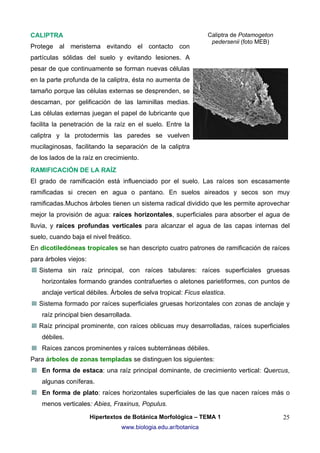 CALIPTRA
Protege al meristema evitando el contacto con

Caliptra de Potamogeton
pedersenii (foto MEB)

partículas sólidas del suelo y evitando lesiones. A
pesar de que continuamente se forman nuevas células
en la parte profunda de la caliptra, ésta no aumenta de
tamaño porque las células externas se desprenden, se
descaman, por gelificación de las laminillas medias.
Las células externas juegan el papel de lubricante que
facilita la penetración de la raíz en el suelo. Entre la
caliptra y la protodermis las paredes se vuelven
mucilaginosas, facilitando la separación de la caliptra
de los lados de la raíz en crecimiento.
RAMIFICACIÓN DE LA RAÍZ
El grado de ramificación está influenciado por el suelo. Las raíces son escasamente
ramificadas si crecen en agua o pantano. En suelos aireados y secos son muy
ramificadas.Muchos árboles tienen un sistema radical dividido que les permite aprovechar
mejor la provisión de agua: raíces horizontales, superficiales para absorber el agua de
lluvia, y raíces profundas verticales para alcanzar el agua de las capas internas del
suelo, cuando baja el nivel freático.
En dicotiledóneas tropicales se han descripto cuatro patrones de ramificación de raíces
para árboles viejos:
Sistema sin raíz principal, con raíces tabulares: raíces superficiales gruesas
horizontales formando grandes contrafuertes o aletones parietiformes, con puntos de
anclaje vertical débiles. Árboles de selva tropical: Ficus elastica.
Sistema formado por raíces superficiales gruesas horizontales con zonas de anclaje y
raíz principal bien desarrollada.
Raíz principal prominente, con raíces oblicuas muy desarrolladas, raíces superficiales
débiles.
Raíces zancos prominentes y raíces subterráneas débiles.
Para árboles de zonas templadas se distinguen los siguientes:
En forma de estaca: una raíz principal dominante, de crecimiento vertical: Quercus,
algunas coníferas.
En forma de plato: raíces horizontales superficiales de las que nacen raíces más o
menos verticales: Abies, Fraxinus, Populus.
Hipertextos de Botánica Morfológica – TEMA 1
www.biologia.edu.ar/botanica

25

 