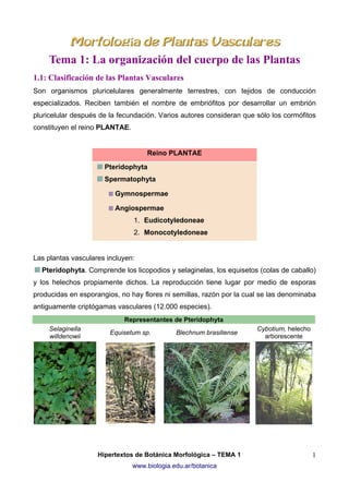 Tema 1: La organización del cuerpo de las Plantas
1.1: Clasificación de las Plantas Vasculares
Son organismos pluricelulares generalmente terrestres, con tejidos de conducción
especializados. Reciben también el nombre de embriófitos por desarrollar un embrión
pluricelular después de la fecundación. Varios autores consideran que sólo los cormófitos
constituyen el reino PLANTAE.

Reino PLANTAE
Pteridophyta
Spermatophyta
Gymnospermae
Angiospermae
1. Eudicotyledoneae
2. Monocotyledoneae

Las plantas vasculares incluyen:
Pteridophyta. Comprende los licopodios y selaginelas, los equisetos (colas de caballo)
y los helechos propiamente dichos. La reproducción tiene lugar por medio de esporas
producidas en esporangios, no hay flores ni semillas, razón por la cual se las denominaba
antiguamente criptógamas vasculares (12.000 especies).
Representantes de Pteridophyta
Selaginella
willdenowii

Equisetum sp.

Blechnum brasiliense

Hipertextos de Botánica Morfológica – TEMA 1
www.biologia.edu.ar/botanica

Cybotium, helecho
arborescente

1

 