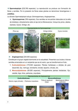Spermatophyta (235.760 especies). La reproducción se produce con formación de
flores y semillas. Por la posesión de flores estas plantas se denominan fanerógamas o
antófitos.
La división Spermatophyta incluye: Gimnospermae y Angiospermae.
Gymnospermae (760 especies). Sus semillas se encuentran desnudas en la axila
de brácteas o directamente sobre el eje de la inflorescencia. Incluye los pinos, abetos,
cipreses, Cycas, Ginkgo, etc.

Pinus sp.

Representantes de Gymnospermae
Cupressus
Ginkgo biloba
sempervirens

Cycas revoluta

Angiospermae (235.000 especies)
Constituyen el grupo vegetal dominante en la actualidad. Presentan sus óvulos o futuras
semillas encerrados en un recipiente que es el ovario, que se transformará en fruto.
1. Eudicotyledoneae (170.000 especies). Plantas herbáceas a árboles de gran
desarrollo. Ejs.: lechuga, remolacha, tomate, lapacho, chivato, etc.
2. Monocotyledoneae (65.000 especies). Principalmente plantas herbáceas. Ejs.:
cebolla, trigo, lirios, palmeras, orquídeas.
Representantes de Angiospermae
Eudicotiledóneas
Monocotiledóneas
Triticum aestivum
Washingtonia filifera
Delonix regia (chivato) Podranea ricasoliana
(trigo)
(palmera)

2

 