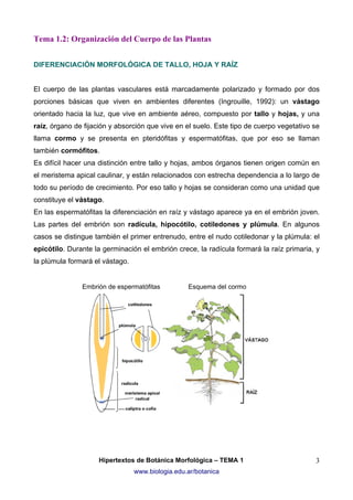 Tema 1.2: Organización del Cuerpo de las Plantas
DIFERENCIACIÓN MORFOLÓGICA DE TALLO, HOJA Y RAÍZ
El cuerpo de las plantas vasculares está marcadamente polarizado y formado por dos
porciones básicas que viven en ambientes diferentes (Ingrouille, 1992): un vástago
orientado hacia la luz, que vive en ambiente aéreo, compuesto por tallo y hojas, y una
raíz, órgano de fijación y absorción que vive en el suelo. Este tipo de cuerpo vegetativo se
llama cormo y se presenta en pteridófitas y espermatófitas, que por eso se llaman
también cormófitos.
Es difícil hacer una distinción entre tallo y hojas, ambos órganos tienen origen común en
el meristema apical caulinar, y están relacionados con estrecha dependencia a lo largo de
todo su período de crecimiento. Por eso tallo y hojas se consideran como una unidad que
constituye el vástago.
En las espermatófitas la diferenciación en raíz y vástago aparece ya en el embrión joven.
Las partes del embrión son radícula, hipocótilo, cotiledones y plúmula. En algunos
casos se distingue también el primer entrenudo, entre el nudo cotiledonar y la plúmula: el
epicótilo. Durante la germinación el embrión crece, la radícula formará la raíz primaria, y
la plúmula formará el vástago.

Embrión de espermatófitas

Esquema del cormo

Hipertextos de Botánica Morfológica – TEMA 1
www.biologia.edu.ar/botanica

3

 