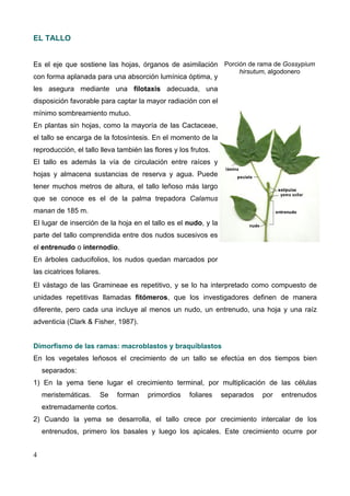 EL TALLO
Es el eje que sostiene las hojas, órganos de asimilación Porción de rama de Gossypium
hirsutum, algodonero

con forma aplanada para una absorción lumínica óptima, y
les asegura mediante una filotaxis adecuada, una
disposición favorable para captar la mayor radiación con el
mínimo sombreamiento mutuo.
En plantas sin hojas, como la mayoría de las Cactaceae,
el tallo se encarga de la fotosíntesis. En el momento de la
reproducción, el tallo lleva también las flores y los frutos.
El tallo es además la vía de circulación entre raíces y
hojas y almacena sustancias de reserva y agua. Puede
tener muchos metros de altura, el tallo leñoso más largo
que se conoce es el de la palma trepadora Calamus
manan de 185 m.
El lugar de inserción de la hoja en el tallo es el nudo, y la
parte del tallo comprendida entre dos nudos sucesivos es
el entrenudo o internodio.
En árboles caducifolios, los nudos quedan marcados por
las cicatrices foliares.

El vástago de las Gramineae es repetitivo, y se lo ha interpretado como compuesto de
unidades repetitivas llamadas fitómeros, que los investigadores definen de manera
diferente, pero cada una incluye al menos un nudo, un entrenudo, una hoja y una raíz
adventicia (Clark & Fisher, 1987).
Dimorfismo de las ramas: macroblastos y braquiblastos
En los vegetales leñosos el crecimiento de un tallo se efectúa en dos tiempos bien
separados:
1) En la yema tiene lugar el crecimiento terminal, por multiplicación de las células
meristemáticas.

Se

forman

primordios

foliares

separados

por

entrenudos

extremadamente cortos.
2) Cuando la yema se desarrolla, el tallo crece por crecimiento intercalar de los
entrenudos, primero los basales y luego los apicales. Este crecimiento ocurre por
4

 