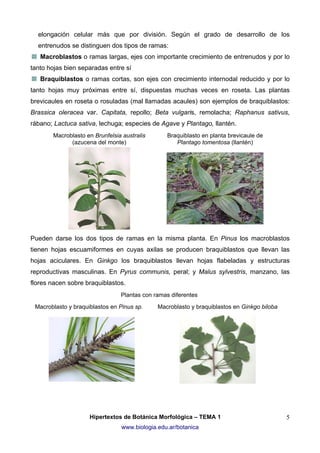 elongación celular más que por división. Según el grado de desarrollo de los
entrenudos se distinguen dos tipos de ramas:
Macroblastos o ramas largas, ejes con importante crecimiento de entrenudos y por lo
tanto hojas bien separadas entre sí
Braquiblastos o ramas cortas, son ejes con crecimiento internodal reducido y por lo
tanto hojas muy próximas entre sí, dispuestas muchas veces en roseta. Las plantas
brevicaules en roseta o rosuladas (mal llamadas acaules) son ejemplos de braquiblastos:
Brassica oleracea var. Capitata, repollo; Beta vulgaris, remolacha; Raphanus sativus,
rábano; Lactuca sativa, lechuga; especies de Agave y Plantago, llantén.
Macroblasto en Brunfelsia australis
(azucena del monte)

Braquiblasto en planta brevicaule de
Plantago tomentosa (llantén)

Pueden darse los dos tipos de ramas en la misma planta. En Pinus los macroblastos
tienen hojas escuamiformes en cuyas axilas se producen braquiblastos que llevan las
hojas aciculares. En Ginkgo los braquiblastos llevan hojas flabeladas y estructuras
reproductivas masculinas. En Pyrus communis, peral; y Malus sylvestris, manzano, las
flores nacen sobre braquiblastos.
Plantas con ramas diferentes
Macroblasto y braquiblastos en Pinus sp.

Macroblasto y braquiblastos en Ginkgo biloba

Hipertextos de Botánica Morfológica – TEMA 1
www.biologia.edu.ar/botanica

5

 
