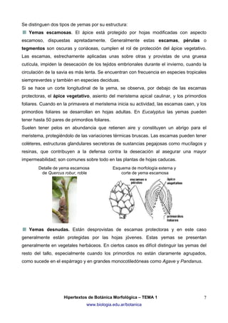 Se distinguen dos tipos de yemas por su estructura:
Yemas escamosas. El ápice está protegido por hojas modificadas con aspecto
escamoso, dispuestas apretadamente. Generalmente estas escamas, pérulas o
tegmentos son oscuras y coriáceas, cumplen el rol de protección del ápice vegetativo.
Las escamas, estrechamente aplicadas unas sobre otras y provistas de una gruesa
cutícula, impiden la desecación de los tejidos embrionales durante el invierno, cuando la
circulación de la savia es más lenta. Se encuentran con frecuencia en especies tropicales
siempreverdes y también en especies deciduas.
Si se hace un corte longitudinal de la yema, se observa, por debajo de las escamas
protectoras, el ápice vegetativo, asiento del meristema apical caulinar, y los primordios
foliares. Cuando en la primavera el meristema inicia su actividad, las escamas caen, y los
primordios foliares se desarrollan en hojas adultas. En Eucalyptus las yemas pueden
tener hasta 50 pares de primordios foliares.
Suelen tener pelos en abundancia que retienen aire y constituyen un abrigo para el
meristema, protegiéndolo de las variaciones térmicas bruscas. Las escamas pueden tener
coléteres, estructuras glandulares secretoras de sustancias pegajosas como mucílagos y
resinas, que contribuyen a la defensa contra la desecación al asegurar una mayor
impermeabilidad; son comunes sobre todo en las plantas de hojas caducas.
Detalle de yema escamosa
de Quercus robur, roble

Esquema de morfología externa y
corte de yema escamosa

Yemas desnudas. Están desprovistas de escamas protectoras y en este caso
generalmente están protegidas por las hojas jóvenes. Estas yemas se presentan
generalmente en vegetales herbáceos. En ciertos casos es difícil distinguir las yemas del
resto del tallo, especialmente cuando los primordios no están claramente agrupados,
como sucede en el espárrago y en grandes monocotiledóneas como Agave y Pandanus.

Hipertextos de Botánica Morfológica – TEMA 1
www.biologia.edu.ar/botanica

7

 