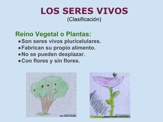 LOS SERES VIVOS 
(Clasificación) 
Reino Vegetal o Plantas: 
●Son seres vivos pluricelulares. 
●Fabrican su propio alimento. 
●No se pueden desplazar. 
●Con flores y sin flores. 
 