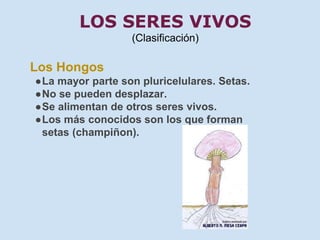LOS SERES VIVOS 
(Clasificación) 
Los Hongos 
●La mayor parte son pluricelulares. Setas. 
●No se pueden desplazar. 
●Se alimentan de otros seres vivos. 
●Los más conocidos son los que forman 
setas (champiñon). 
 