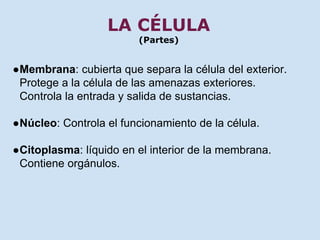 LA CÉLULA 
(Partes) 
●Membrana: cubierta que separa la célula del exterior. 
Protege a la célula de las amenazas exteriores. 
Controla la entrada y salida de sustancias. 
●Núcleo: Controla el funcionamiento de la célula. 
●Citoplasma: líquido en el interior de la membrana. 
Contiene orgánulos. 
 