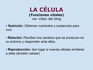 LA CÉLULA 
(Funciones vitales) 
ver vídeo del blog 
• Nutrición: Obtienen nutrientes y sustancias para 
vivir. 
• Relación: Perciben los cambios que se producen en 
su entorno y responden ante ellos. 
• Reproducción: dan lugar a nuevas células similares 
a ellas (división celular) 
 