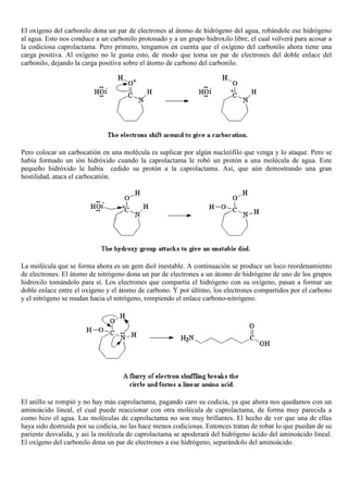 El oxígeno del carbonilo dona un par de electrones al átomo de hidrógeno del agua, robándole ese hidrógeno
al agua. Esto nos conduce a un carbonilo protonado y a un grupo hidroxilo libre, el cual volverá para acosar a
la codiciosa caprolactama. Pero primero, tengamos en cuenta que el oxígeno del carbonilo ahora tiene una
carga positiva. Al oxígeno no le gusta esto, de modo que toma un par de electrones del doble enlace del
carbonilo, dejando la carga positiva sobre el átomo de carbono del carbonilo.
Pero colocar un carbocatión en una molécula es suplicar por algún nucleófilo que venga y lo ataque. Pero se
había formado un ión hidróxido cuando la caprolactama le robó un protón a una molécula de agua. Este
pequeño hidróxido le había cedido su protón a la caprolactama. Así, que aún demostrando una gran
hostilidad, ataca el carbocatión.
La molécula que se forma ahora es un gem diol inestable. A continuación se produce un loco reordenamiento
de electrones. El átomo de nitrógeno dona un par de electrones a un átomo de hidrógeno de uno de los grupos
hidroxilo tomándolo para sí. Los electrones que compartía el hidrógeno con su oxígeno, pasan a formar un
doble enlace entre el oxígeno y el átomo de carbono. Y por último, los electrones compartidos por el carbono
y el nitrógeno se mudan hacia el nitrógeno, rompiendo el enlace carbono-nitrógeno.
El anillo se rompió y no hay más caprolactama, pagando caro su codicia, ya que ahora nos quedamos con un
aminoácido lineal, el cual puede reaccionar con otra molécula de caprolactama, de forma muy parecida a
como hizo el agua. Las moléculas de caprolactama no son muy brillantes. El hecho de ver que una de ellas
haya sido destruida por su codicia, no las hace menos codiciosas. Entonces tratan de robar lo que puedan de su
pariente desvalida, y así la molécula de caprolactama se apoderará del hidrógeno ácido del aminoácido lineal.
El oxígeno del carbonilo dona un par de electrones a ese hidrógeno, separándolo del aminoácido.
 