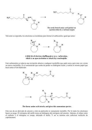 Tal como se esperaba, los electrones se reordenan para formar el carbocatión, igual que antes:
Este carbocatión es todavía una invitación abierta a cualquier nucleófilo que ande cerca, pero esta vez, existe
un nuevo nucleófilo. Es el aminoácido que acaba de perder su hidrógeno ácido y realiza el mismo papel que
hacía antes el ión hidróxido.
Esto nos da un derivado de amonio y éste en particular es sumamente inestable. Por lo tanto los electrones
hacen su juego. El nitrógeno del anillo toma un hidrógeno del nitrógeno del amonio. Además, el enlace entre
el carbono y el nitrógeno se rompe, abriendo el anillo. Y así se termina otra codiciosa molécula de
caprolactama.
 