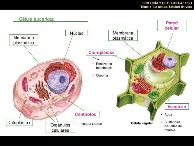 La Vida Dentro De La Celula
