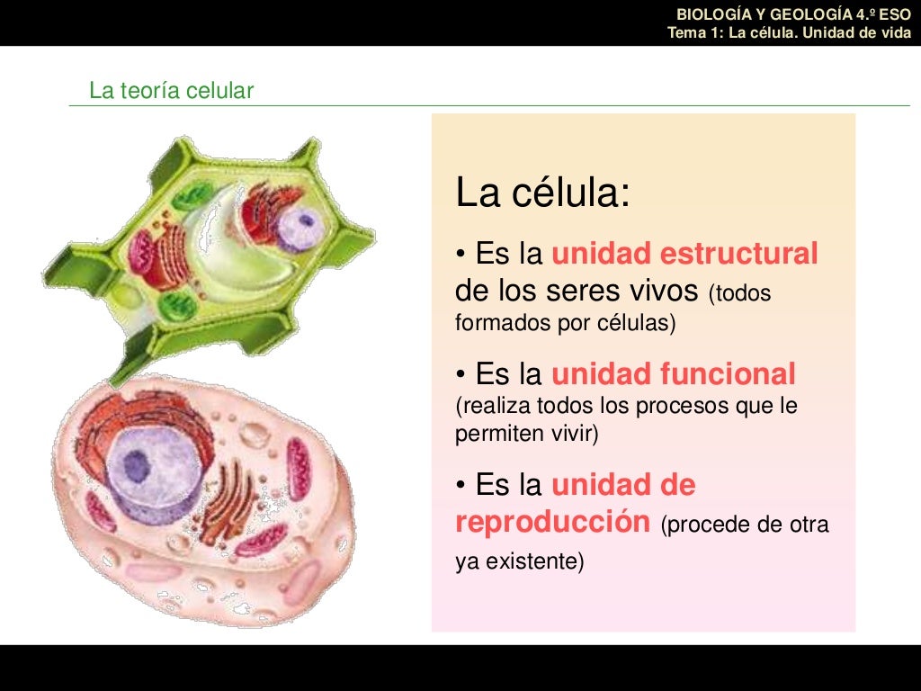 Tema 1. la celula unidad de vida.