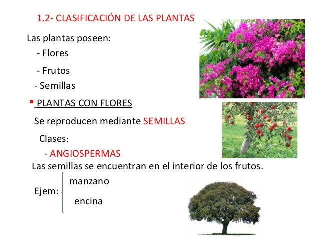 Quinto curso. Ciencias Naturales. Tema 1. Las plantas.