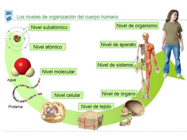 Tema 1. la organización del cuerpo humano